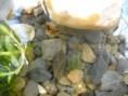 /album/fotecky/splestu-blestu1-jpg2/
